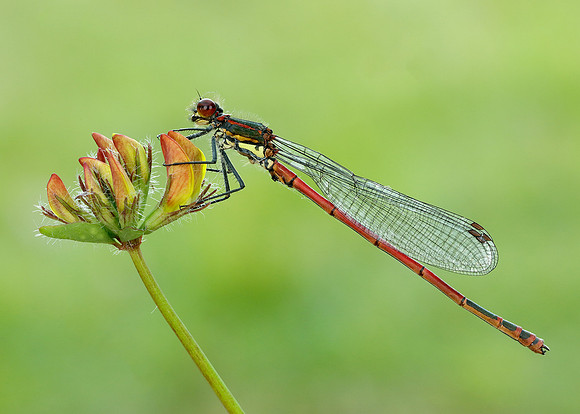 Large Red Damselfly Pyrrhosoma nymphula