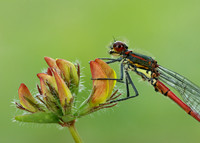 Large Red Damselfly Pyrrhosoma nymphula