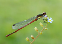 Large Red Damselfly Pyrrhosoma nymphula