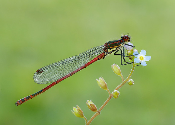 Large Red Damselfly Pyrrhosoma nymphula
