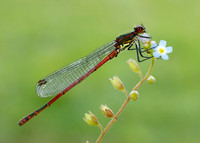 Large Red Damselfly Pyrrhosoma nymphula