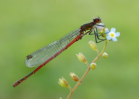 Large Red Damselfly Pyrrhosoma nymphula