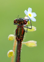 Large Red Damselfly Pyrrhosoma nymphula