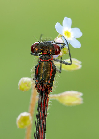 Large Red Damselfly Pyrrhosoma nymphula