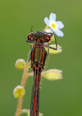 Large Red Damselfly Pyrrhosoma nymphula