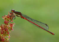 Large Red Damselfly Pyrrhosoma nymphula