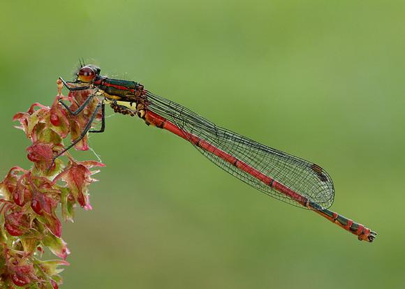 Large Red Damselfly Pyrrhosoma nymphula