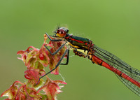 Large Red Damselfly Pyrrhosoma nymphula