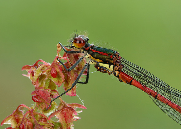 Large Red Damselfly Pyrrhosoma nymphula