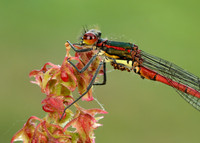 Large Red Damselfly Pyrrhosoma nymphula