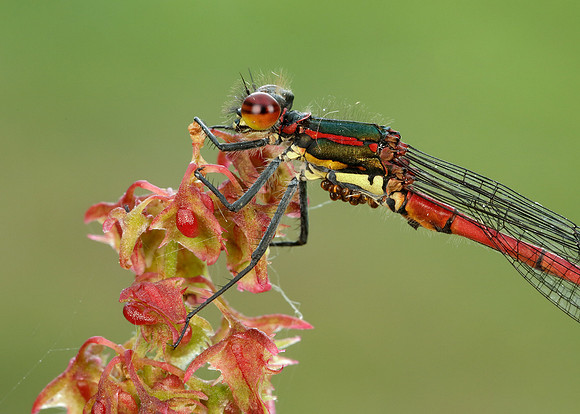 Large Red Damselfly Pyrrhosoma nymphula