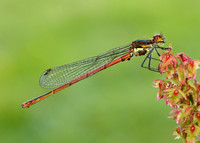 Large Red Damselfly Pyrrhosoma nymphula