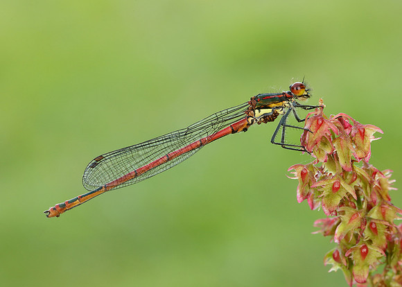 Large Red Damselfly Pyrrhosoma nymphula