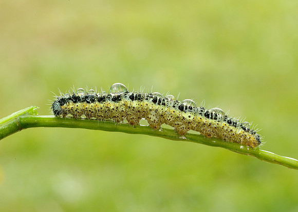 Large White Pieris brassicae