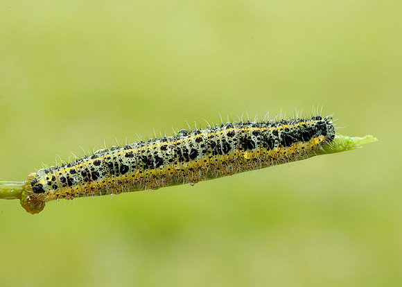 Large White Pieris brassicae