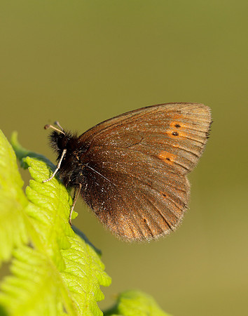 Mountain Ringlet Erebia epiphron