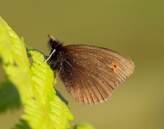 Mountain Ringlet Erebia epiphron
