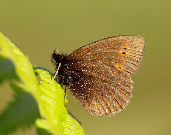 Mountain Ringlet Erebia epiphron