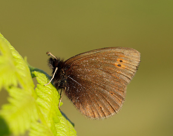 Mountain Ringlet Erebia epiphron