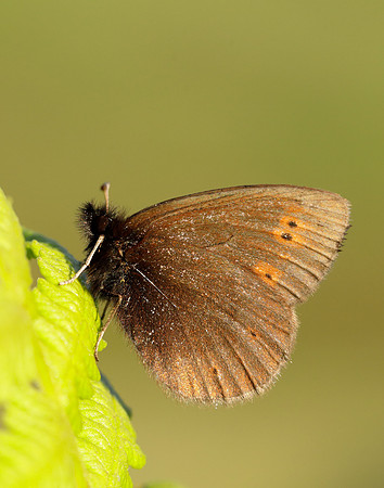 Mountain Ringlet Erebia epiphron