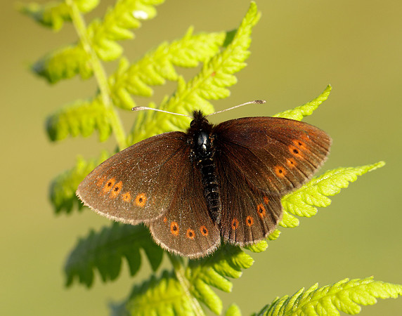 Mountain Ringlet Erebia epiphron
