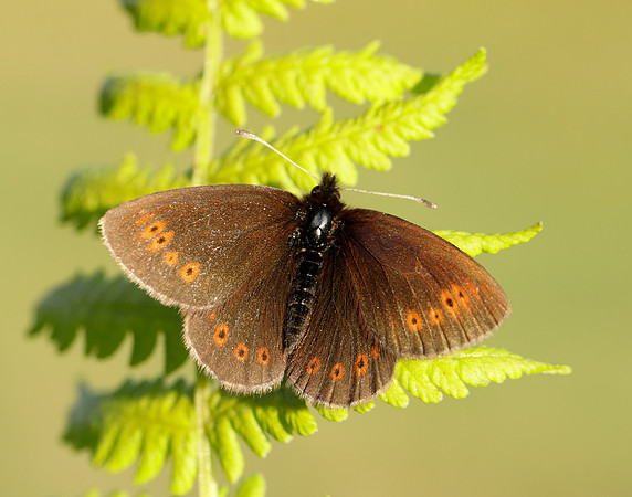Mountain Ringlet Erebia epiphron