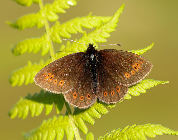 Mountain Ringlet Erebia epiphron