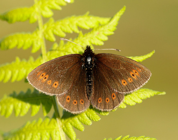 Mountain Ringlet Erebia epiphron