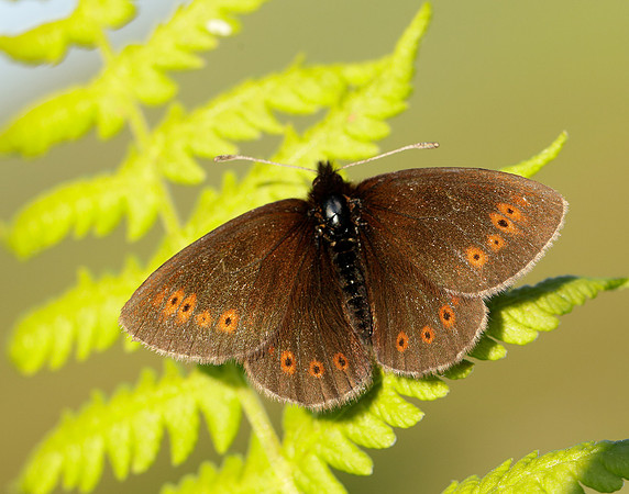Mountain Ringlet Erebia epiphron