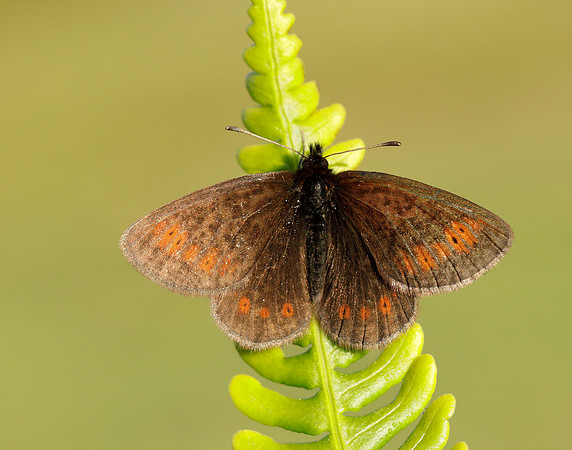 Mountain Ringlet Erebia epiphron