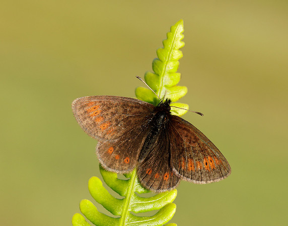Mountain Ringlet Erebia epiphron