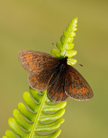 Mountain Ringlet Erebia epiphron