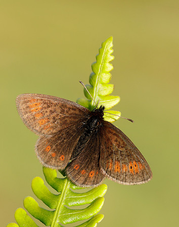 Mountain Ringlet Erebia epiphron