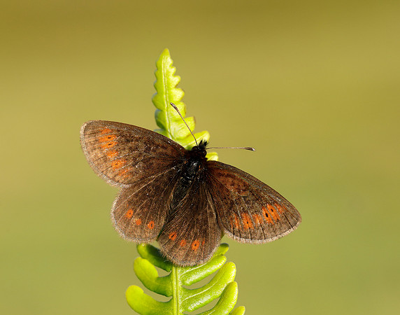 Mountain Ringlet Erebia epiphron