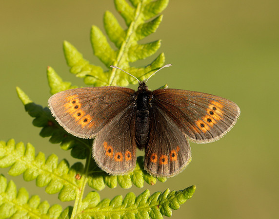 Mountain Ringlet Erebia epiphron