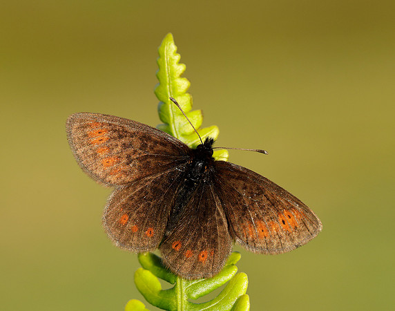 Mountain Ringlet Erebia epiphron