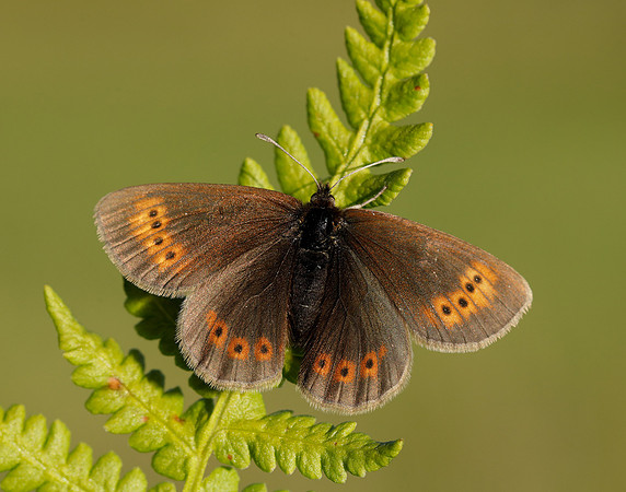 Mountain Ringlet Erebia epiphron
