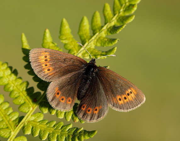 Mountain Ringlet Erebia epiphron
