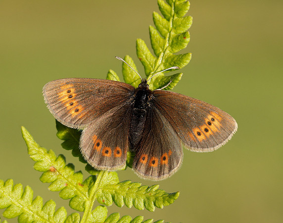 Mountain Ringlet Erebia epiphron