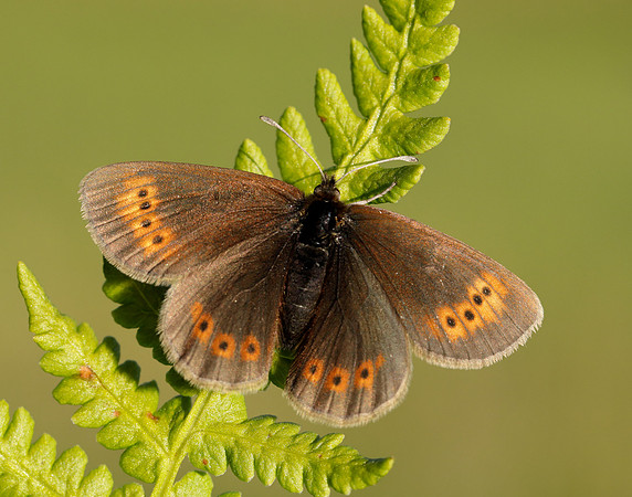 Mountain Ringlet Erebia epiphron