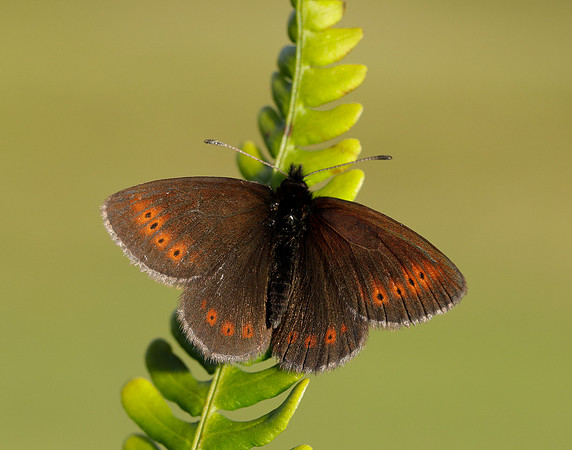 Mountain Ringlet Erebia epiphron