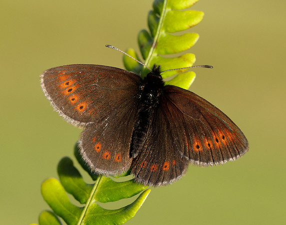 Mountain Ringlet Erebia epiphron