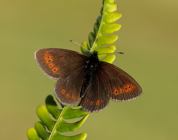 Mountain Ringlet Erebia epiphron