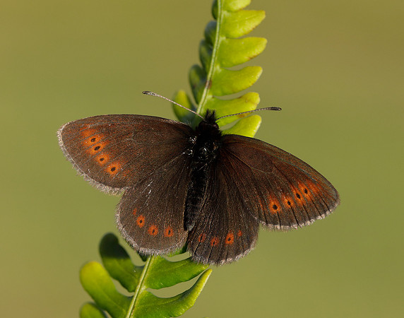 Mountain Ringlet Erebia epiphron