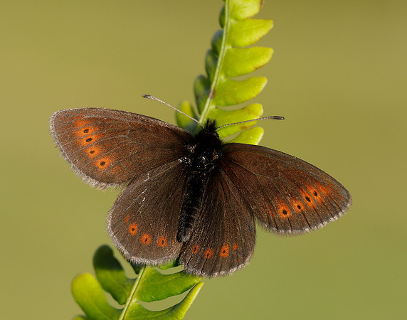 Mountain Ringlet Erebia epiphron