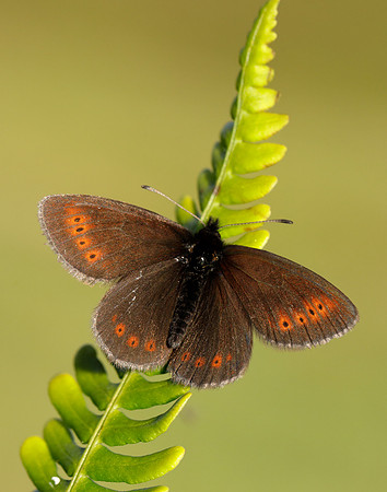 Mountain Ringlet Erebia epiphron