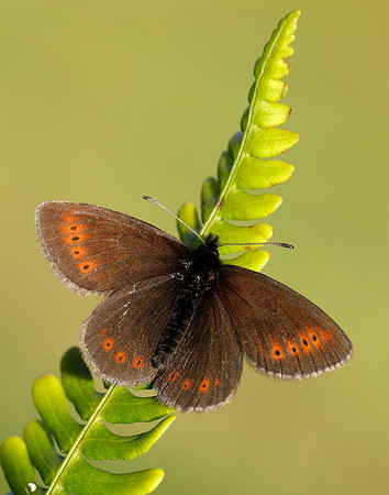 Mountain Ringlet Erebia epiphron