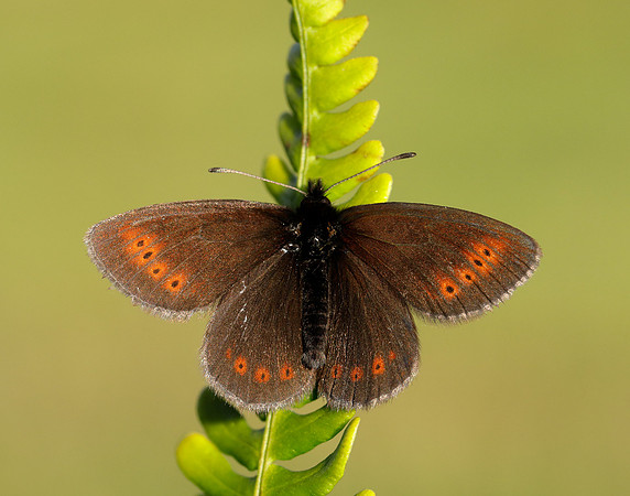 Mountain Ringlet Erebia epiphron