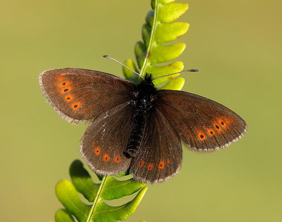 Mountain Ringlet Erebia epiphron