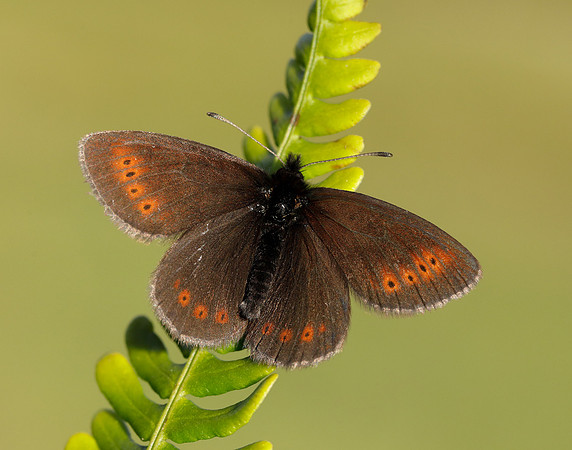 Mountain Ringlet Erebia epiphron